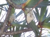 Fleurs du vacoa avec les abeilles.jpg